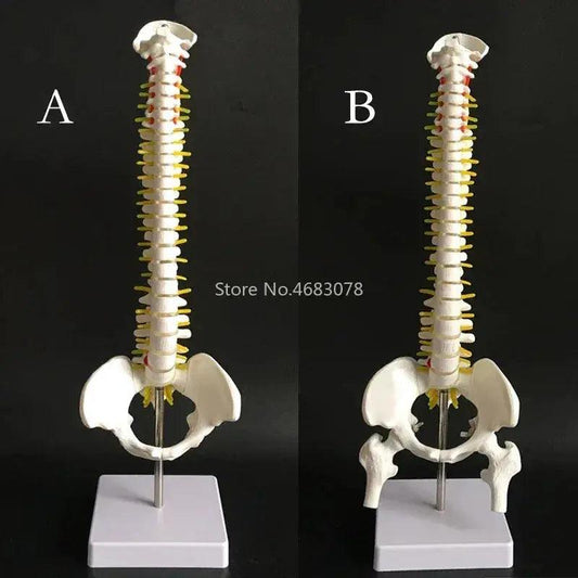  Anatomical Spine And Pelvis Model 45cm PVC Medical Teaching -  ToylandEU™