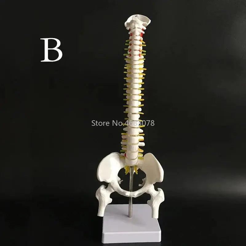  Anatomical Spine And Pelvis Model 45cm PVC Medical Teaching -  ToylandEU™