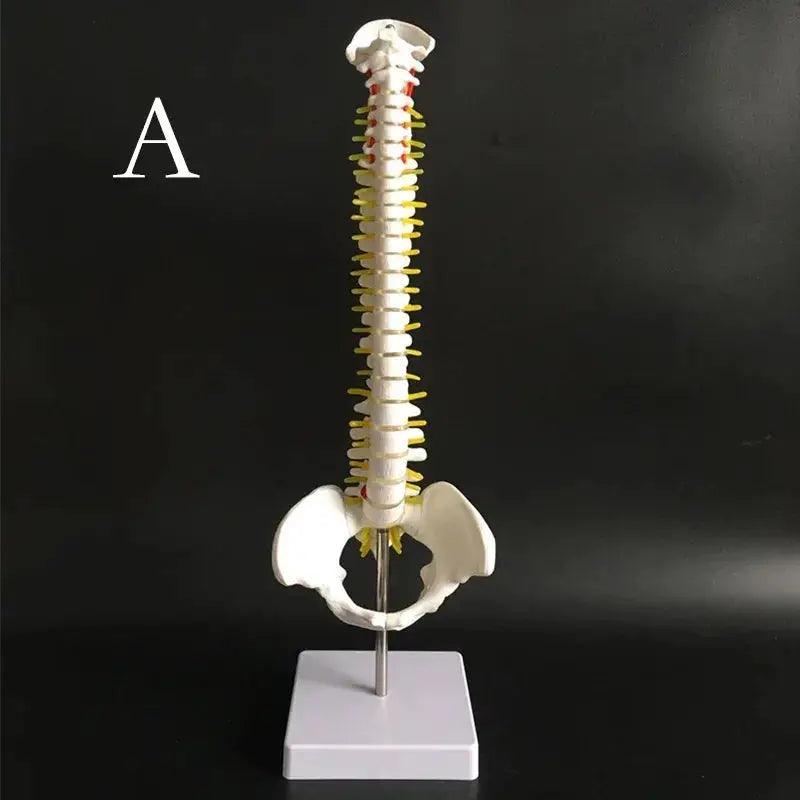  Anatomical Spine And Pelvis Model 45cm PVC Medical Teaching -  ToylandEU™