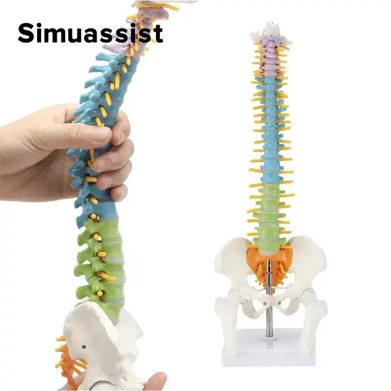  Anatomical Spine Model Colorful 45cm Medical Teaching -  ToylandEU™