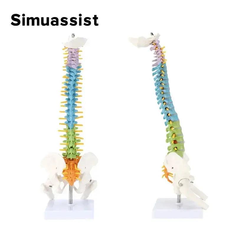  Anatomical Spine Model Colorful 45cm Medical Teaching -  ToylandEU™
