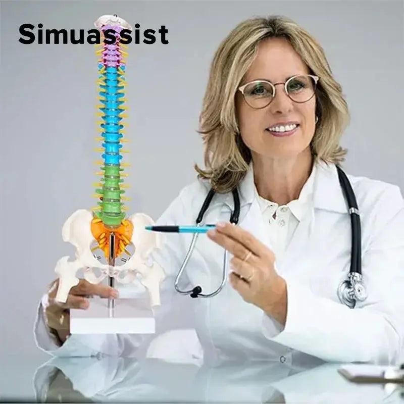  Anatomical Spine Model Colorful 45cm Medical Teaching -  ToylandEU™