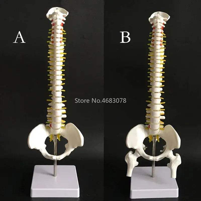 Anatomical Spine and Pelvis Model 45cm for Medical Teaching - ToylandEU