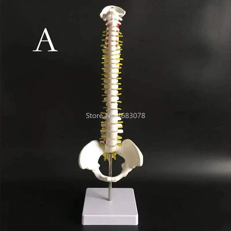 Anatomical Spine and Pelvis Model 45cm for Medical Teaching - ToylandEU