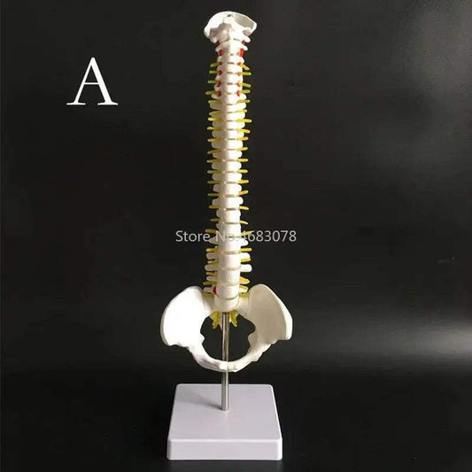 Anatomical Spine and Pelvis Model 45cm for Medical Teaching - ToylandEU