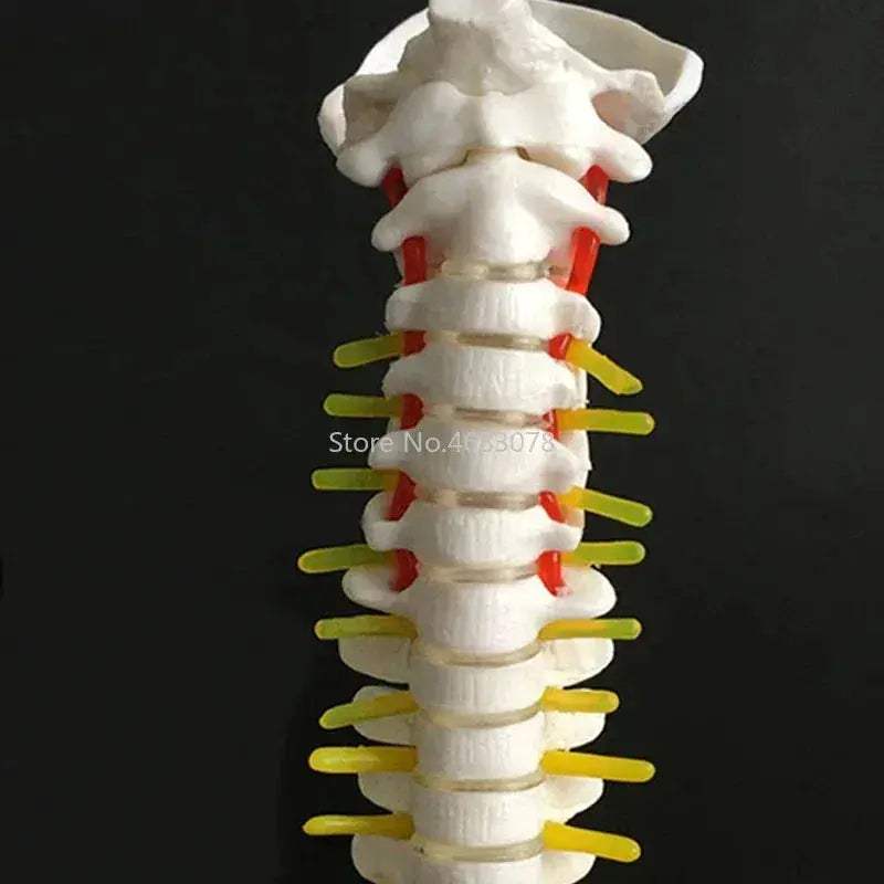Anatomical Spine and Pelvis Model 45cm for Medical Teaching - ToylandEU