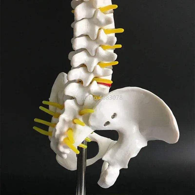 Anatomical Spine and Pelvis Model 45cm for Medical Teaching - ToylandEU
