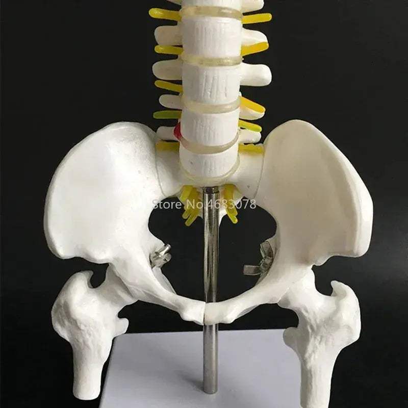 Anatomical Spine and Pelvis Model 45cm for Medical Teaching - ToylandEU