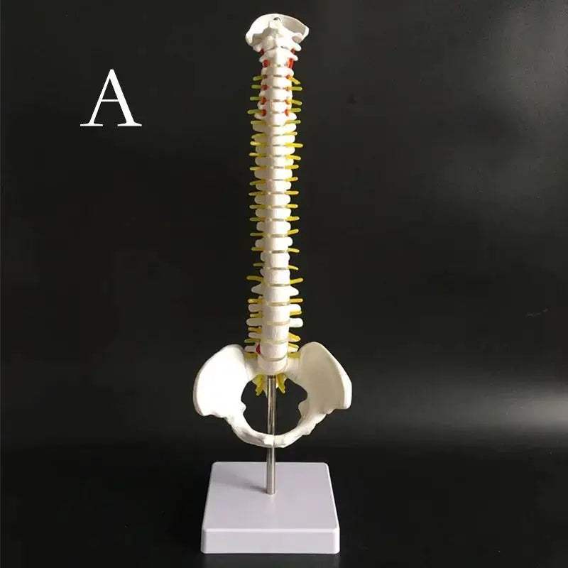 Anatomical Spine and Pelvis Model 45cm for Medical Teaching - ToylandEU