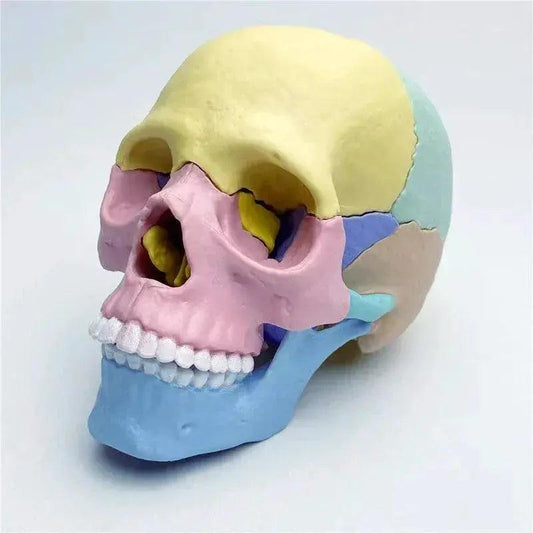  Anatomy Head Skull Model Life Size Colorful -  ToylandEU™