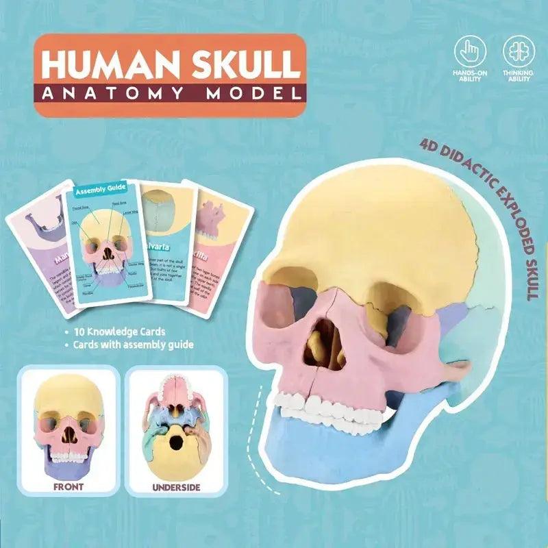  Anatomy Head Skull Model Life Size Colorful -  ToylandEU™