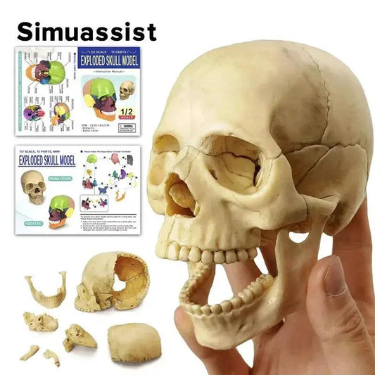  Anatomy Skull Model 15 Piece Detachable Parts -  ToylandEU™