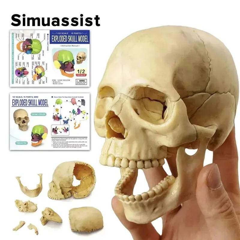 Anatomy Skull Model 15 Piece With Detachable Parts For Teaching - ToylandEU