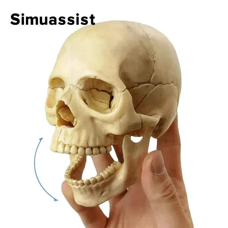 Anatomy Skull Model 15 Piece With Detachable Parts For Teaching - ToylandEU