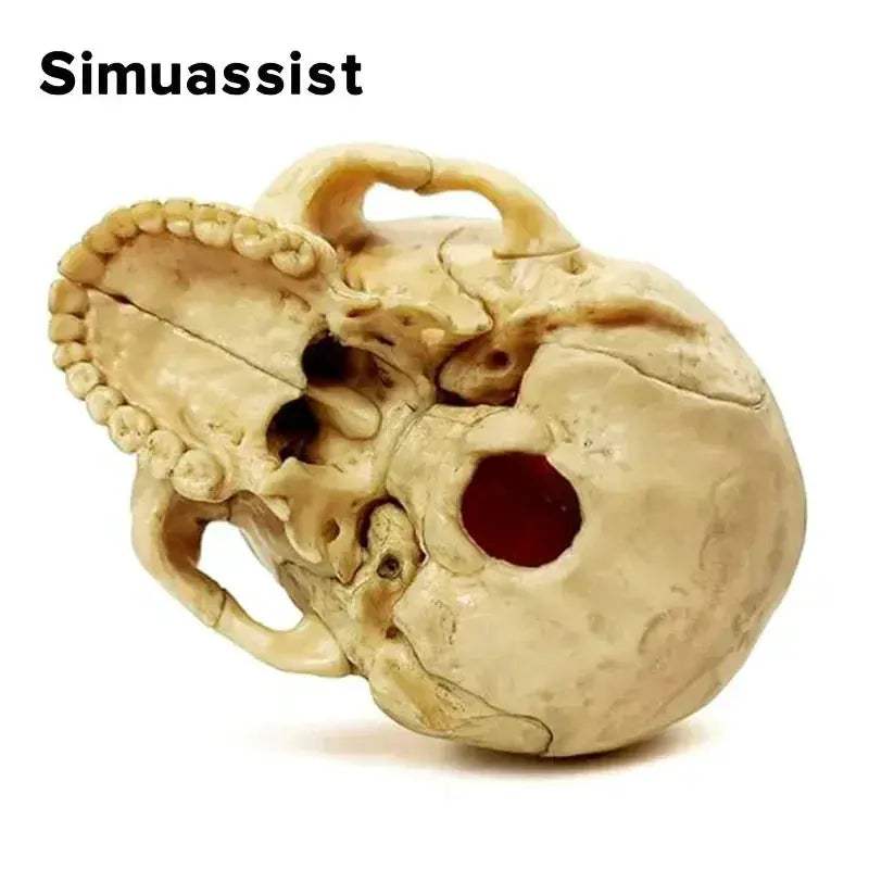 Anatomy Skull Model 15 Piece With Detachable Parts For Teaching - ToylandEU