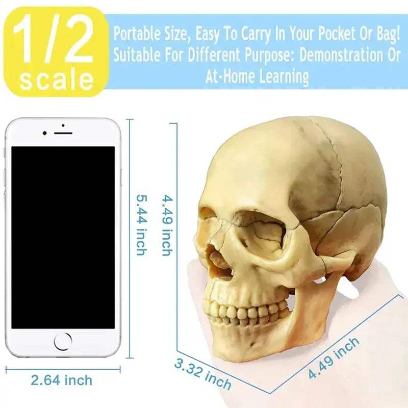 Anatomy Skull Model 15 Piece With Detachable Parts For Teaching - ToylandEU