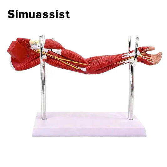  Arm Anatomy Model With Detachable Muscles For Learning -  ToylandEU™