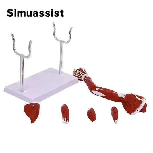  Arm Anatomy Model With Detachable Muscles For Learning -  ToylandEU™