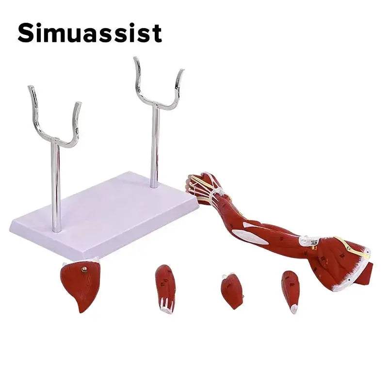 Arm Anatomy Model With Detachable Muscles For Learning - ToylandEU