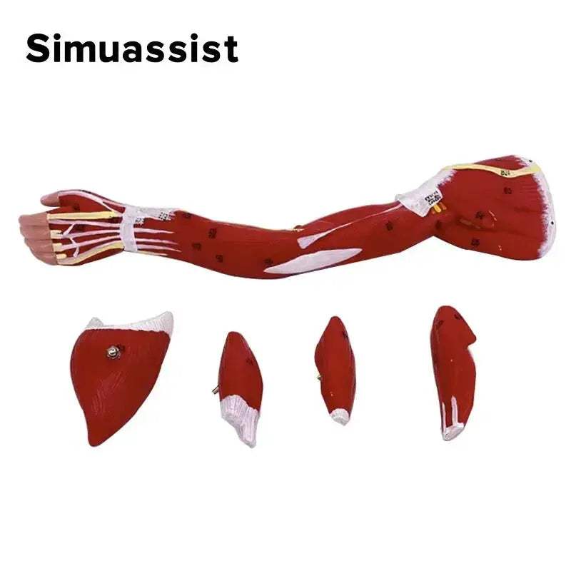 Arm Anatomy Model With Detachable Muscles For Learning - ToylandEU