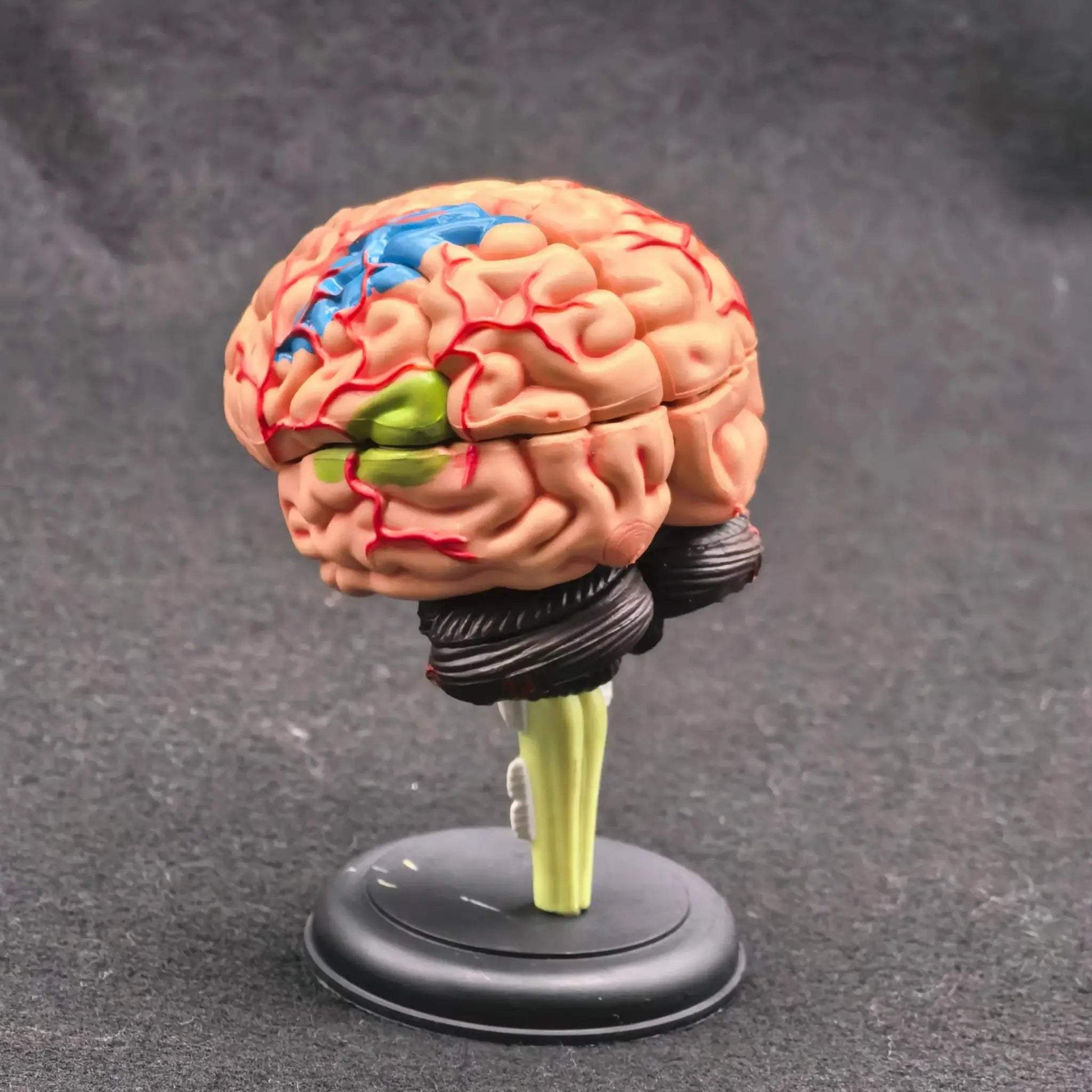 Brain Anatomical Model Kit For Hands On Medical Education - ToylandEU