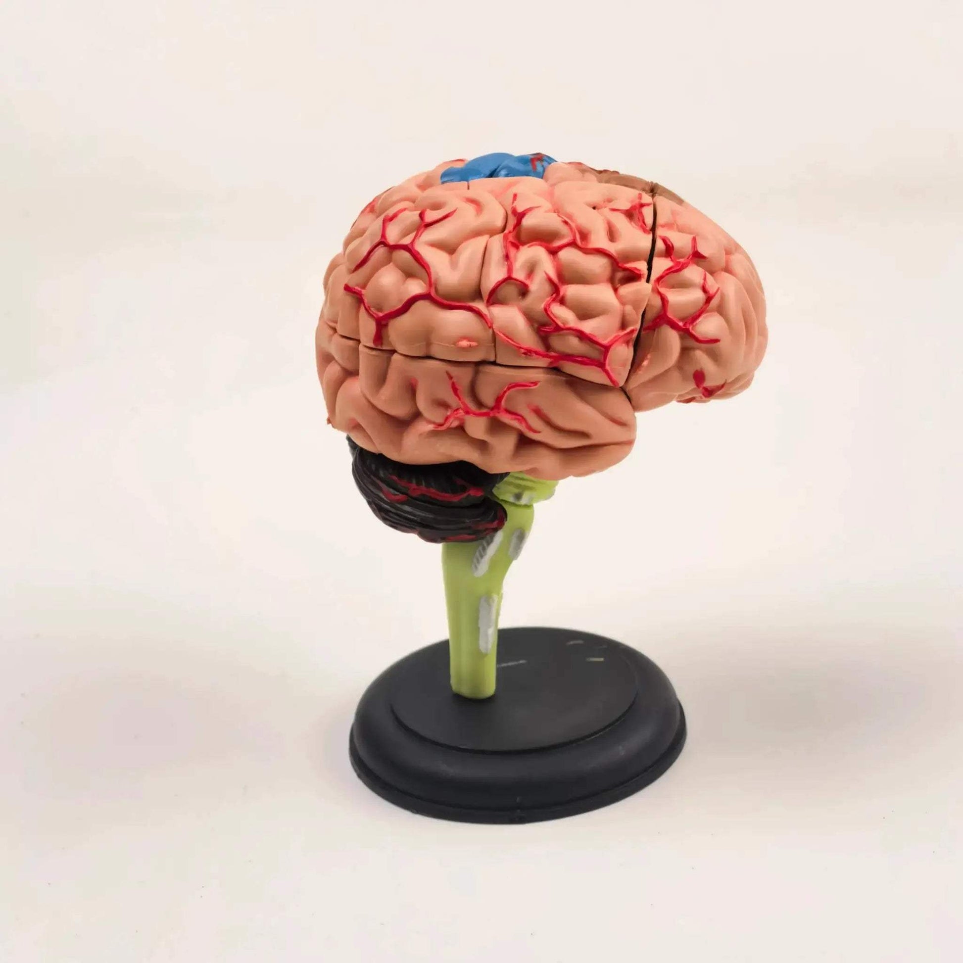 Brain Anatomical Model Kit For Hands On Medical Education - ToylandEU