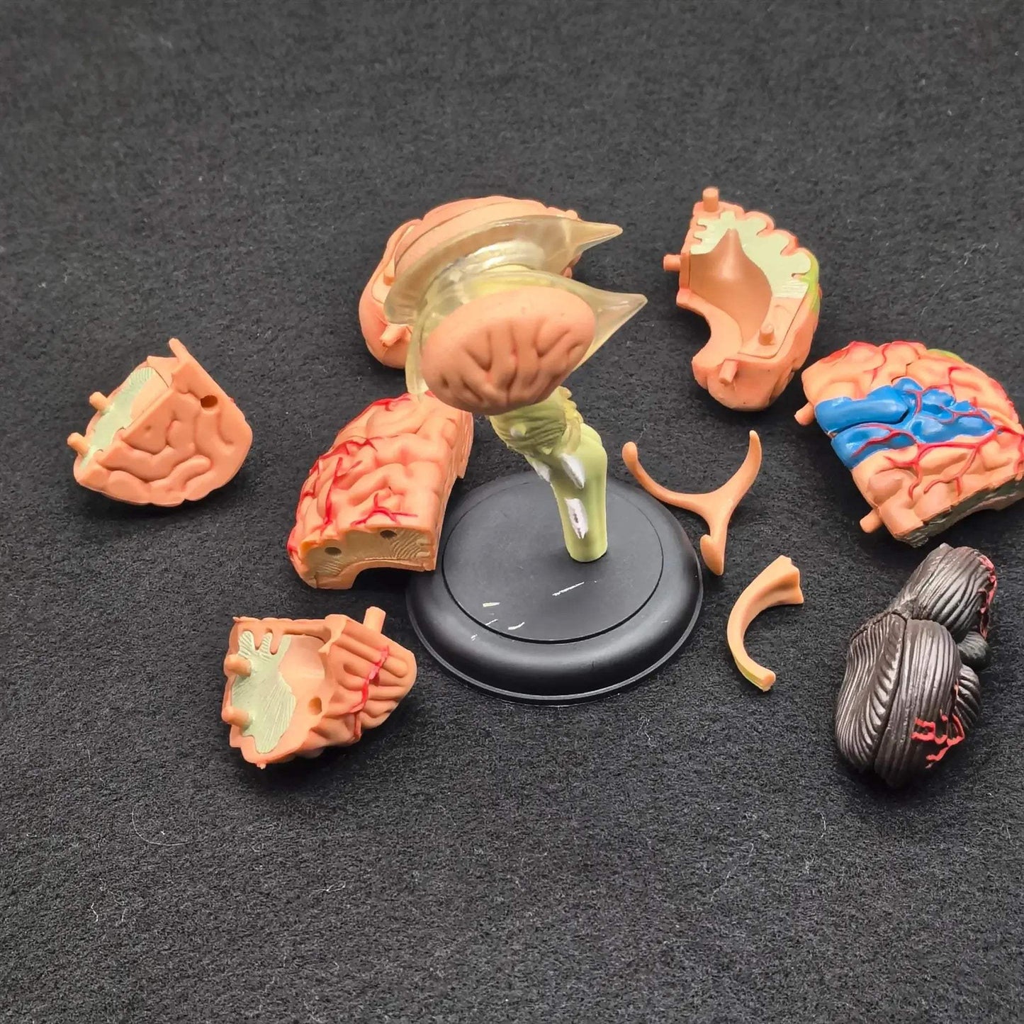 Brain Anatomical Model Kit For Hands On Medical Education - ToylandEU