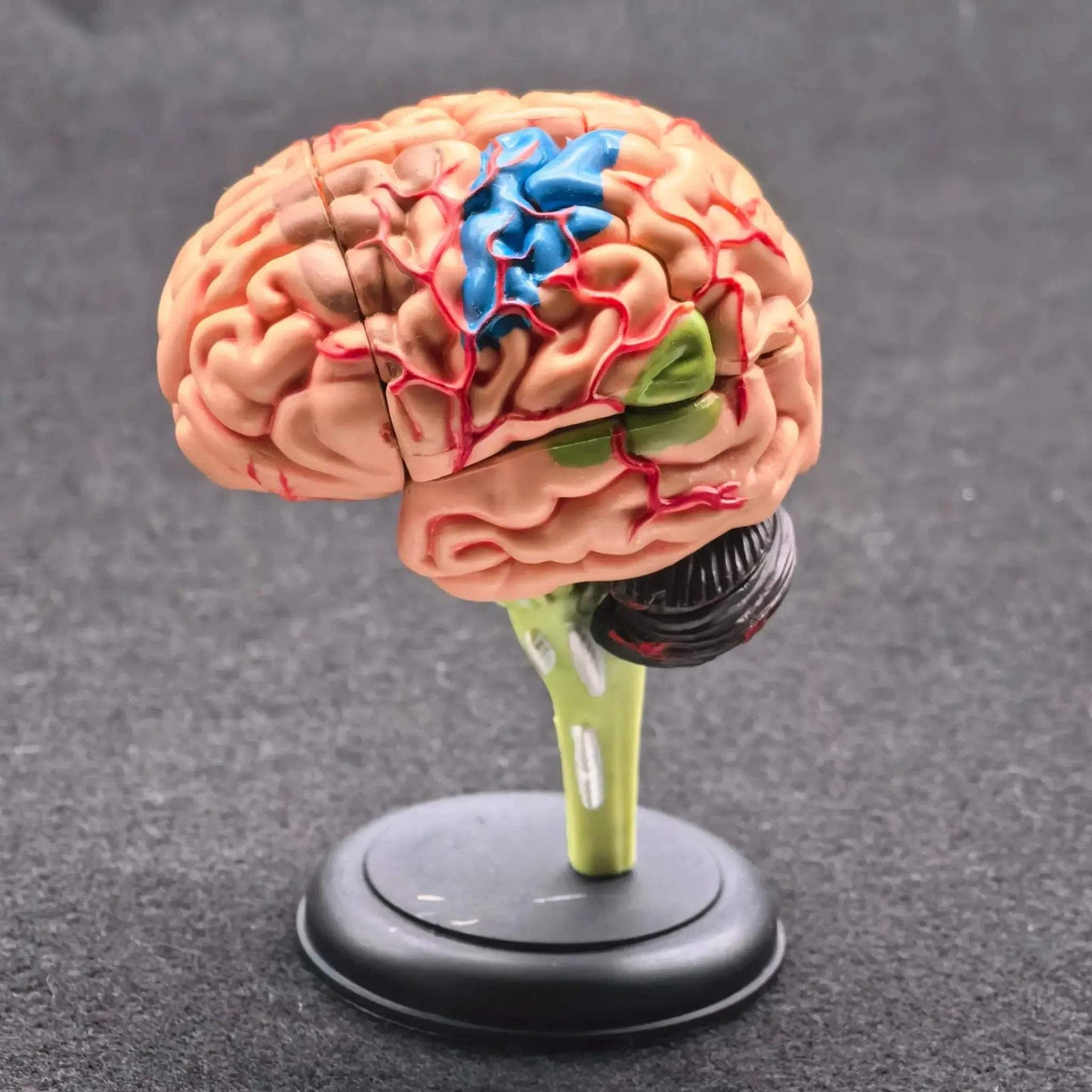 Brain Anatomical Model Kit For Hands On Medical Education - ToylandEU