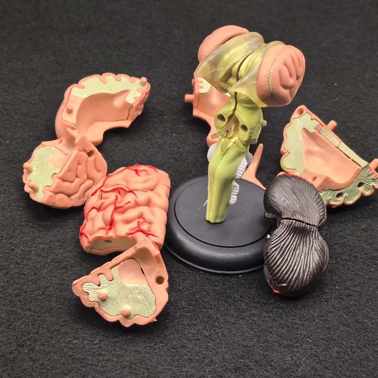 Brain Anatomical Model Kit For Hands On Medical Education - ToylandEU