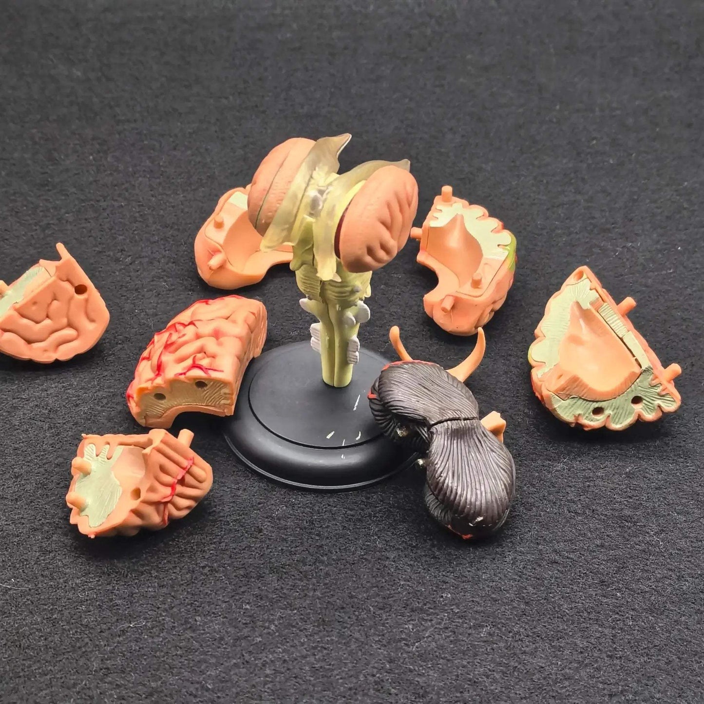 Brain Anatomical Model Kit For Hands On Medical Education - ToylandEU