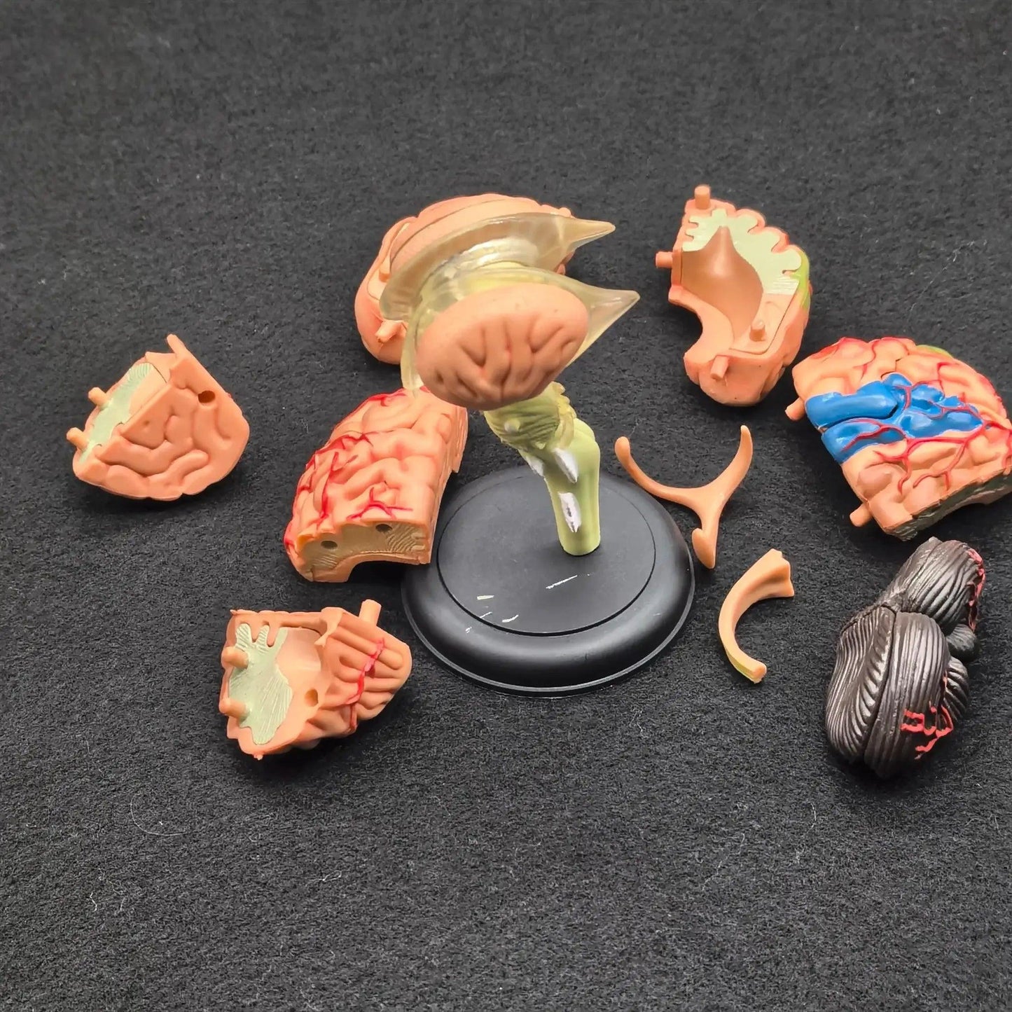  Brain Anatomical Model Kit Medical Education Durable -  ToylandEU™