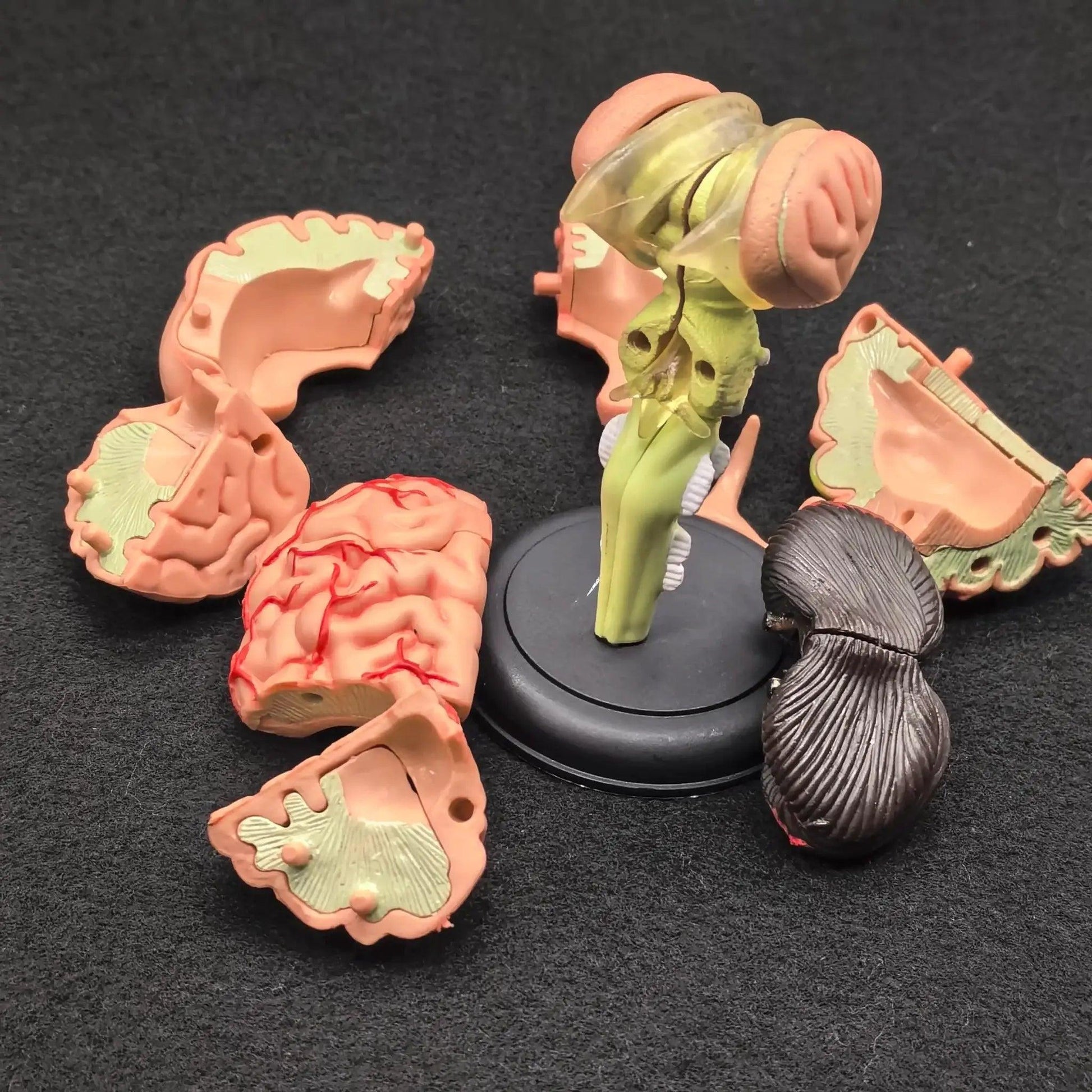  Brain Anatomical Model Kit Medical Education Durable -  ToylandEU™