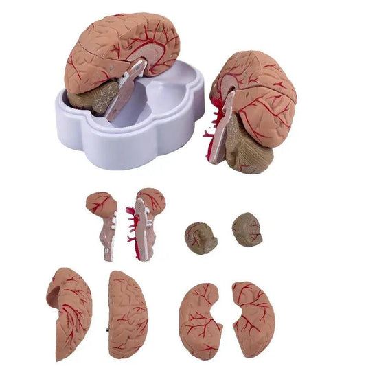  Brain Anatomy Model Life Size Arteries For Education -  ToylandEU™