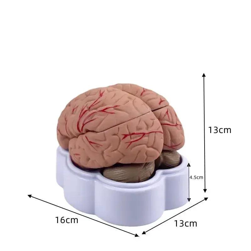  Brain Anatomy Model Life Size Arteries For Education -  ToylandEU™