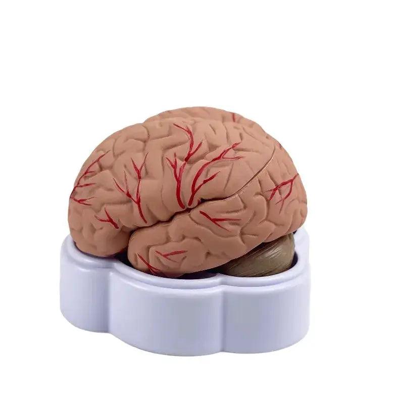  Brain Anatomy Model Life Size Arteries For Education -  ToylandEU™