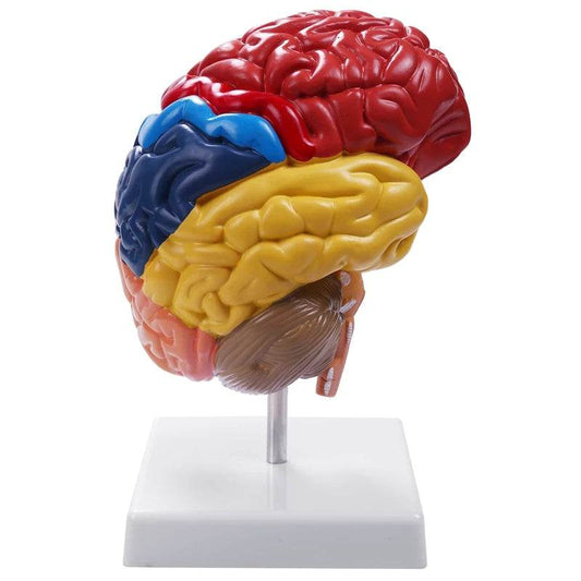 Cerebral Anatomical Model Anatomy 1:1 Half Brain Brainstem Teaching Lab Supplies - ToylandEU