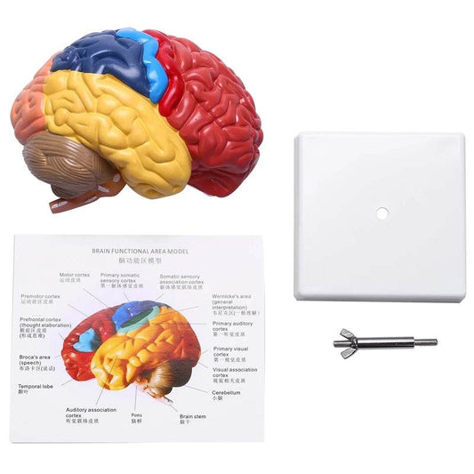 Cerebral Anatomical Model Anatomy 1:1 Half Brain Brainstem Teaching Lab Supplies - ToylandEU