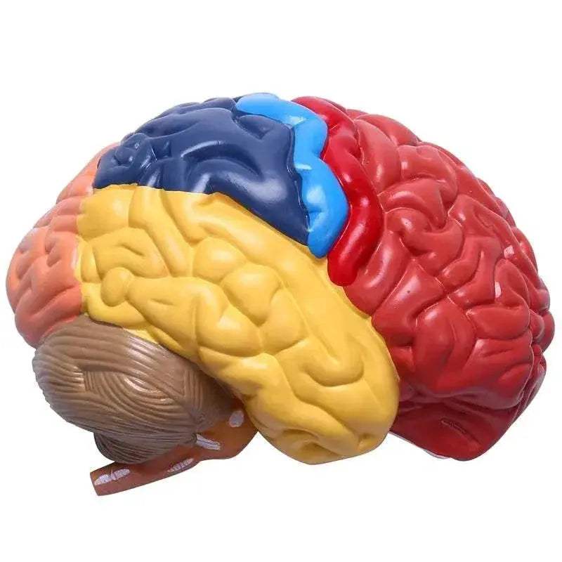 Cerebral Anatomical Model Anatomy 1:1 Half Brain Brainstem Teaching Lab Supplies - ToylandEU