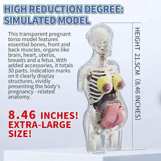  Clear 4D Transparent Pregnancy Torso Model Toyland EU -  ToylandEU™