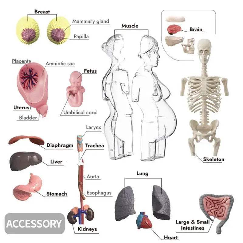  Clear 4D Transparent Pregnancy Torso Model Toyland EU -  ToylandEU™