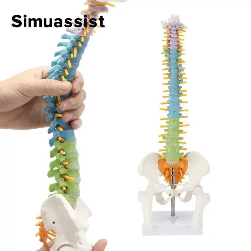Colorful 45CM Anatomical Spine Model For Medical Teaching - ToylandEU