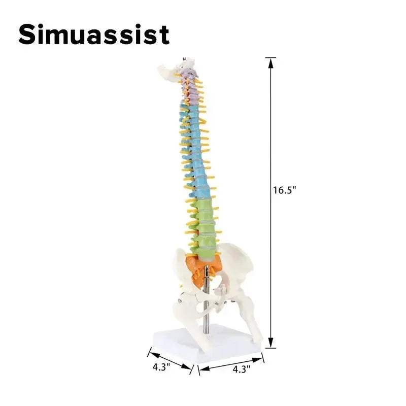 Colorful 45CM Anatomical Spine Model For Medical Teaching - ToylandEU