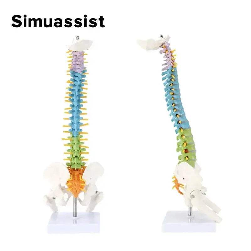 Colorful 45CM Anatomical Spine Model For Medical Teaching - ToylandEU