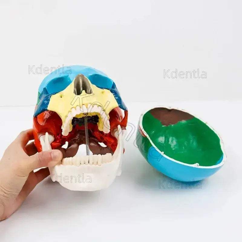 Colorful Skull Model For Anatomy Teaching And Medical Study - ToylandEU