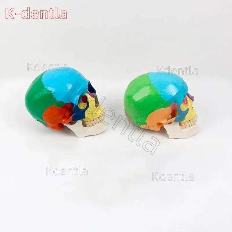 Colorful Skull Model For Anatomy Teaching And Medical Study - ToylandEU
