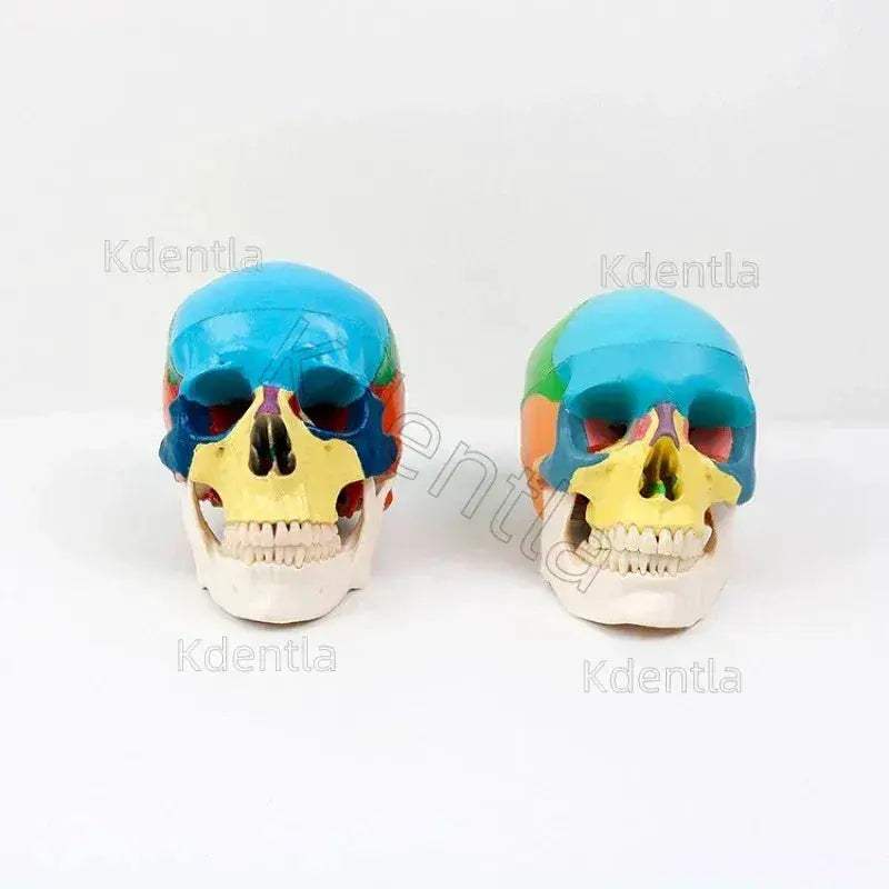 Colorful Skull Model For Anatomy Teaching And Medical Study - ToylandEU