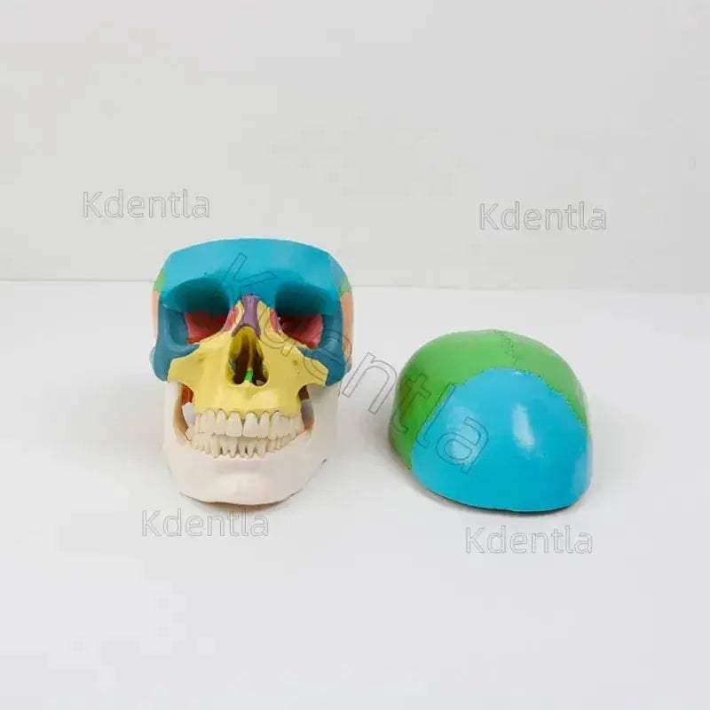 Colorful Skull Model For Anatomy Teaching And Medical Study - ToylandEU