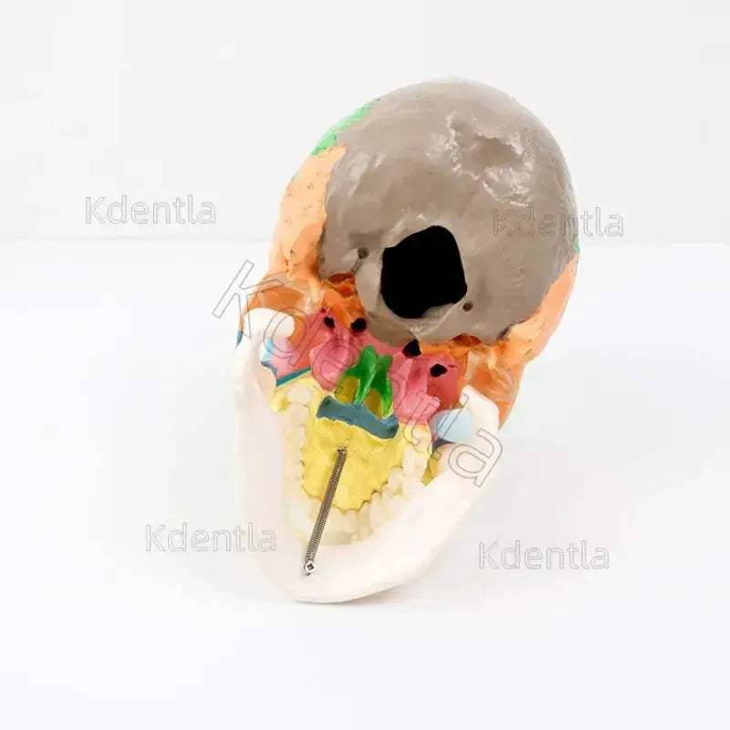 Colorful Skull Model For Anatomy Teaching And Medical Study - ToylandEU