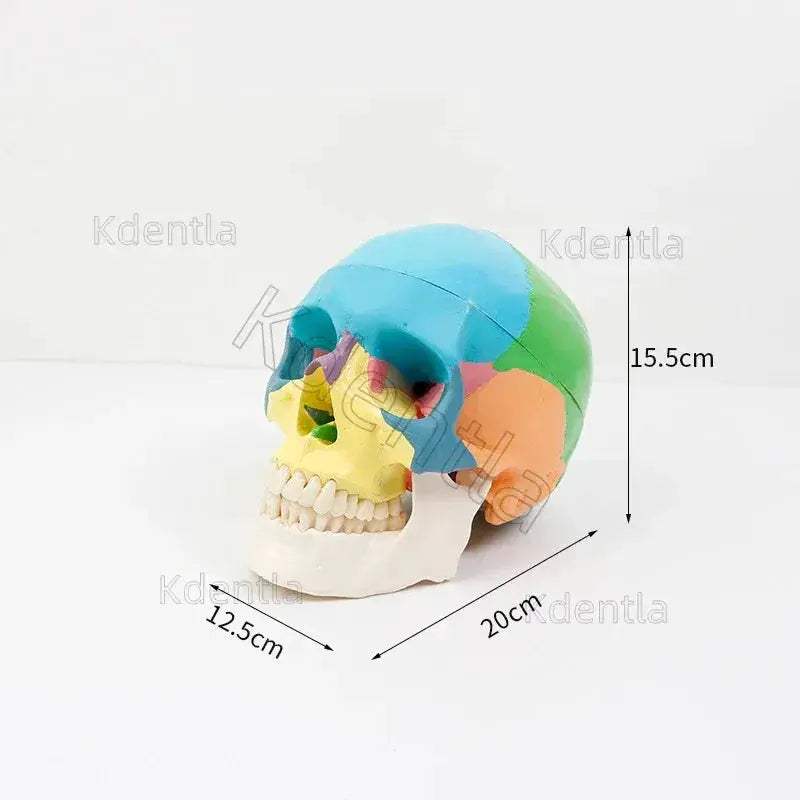Colorful Skull Model For Anatomy Teaching And Medical Study - ToylandEU