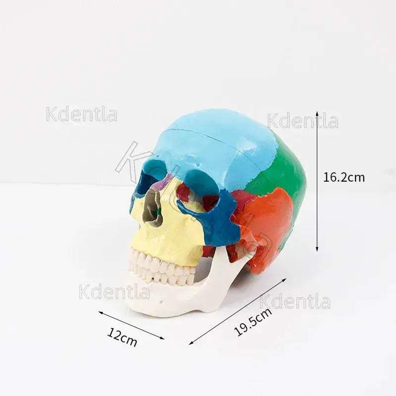 Colorful Skull Model For Anatomy Teaching And Medical Study - ToylandEU